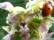 Epipactis helleborine