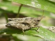 Tetrix undulata