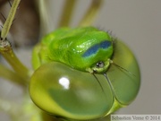 Emergence d'un anax empereur, mâle