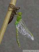 Emergence d'un anax empereur, mâle