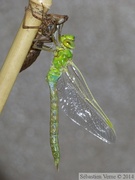 Emergence d'un anax empereur, mâle