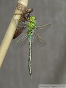 Emergence d'un anax empereur, mâle