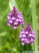 Anacamptis pyramidalis