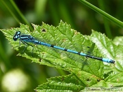 Coenagrion puella, mâle