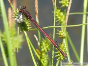 Pyrrhosoma nymphula, Petite nymphe au corps de feu