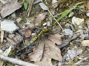 Orthetrum cancellatum, immature