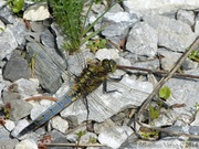 Orthetrum cancellatum, immature