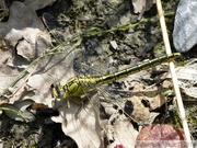 Gomphus pulchellus, le Gomphe gentil