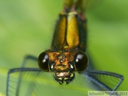 Calopteryx virgo, le Caloptéryx vierge, femelle