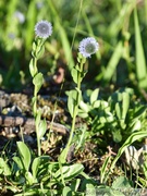 Globularia bisnagarica, Globulaire ponctuée