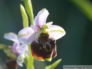 Ophrys fuciflora