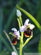 Ophrys fuciflora