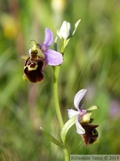 Ophrys fuciflora