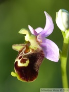 Ophrys fuciflora