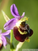 Ophrys fuciflora