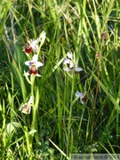 Ophrys fuciflora