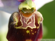 Ophrys fuciflora