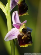 Ophrys fuciflora