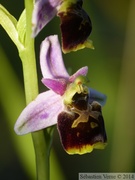 Ophrys fuciflora