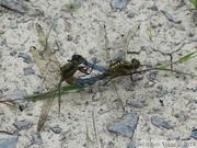 Orthetrum cancellatum, accouplement