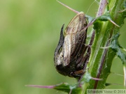 Centrotus cornutus