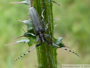 Agapanthia villosoviridescens