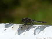 Orthetrum cancellatum