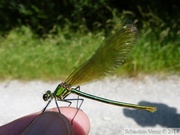 Calopteryx splendens, femelle