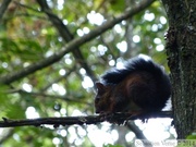 Sciurus vulgaris, Ecureuil roux, Eurasian red squirrel