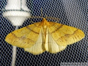 Phigaliohybernia aurantiaria, mâle