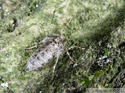 Phigaliohybernia aurantiaria, femelle