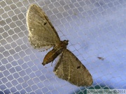 08531 Eupithecia assimilata