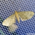 Eupithecia haworthiata.jpg