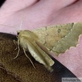 Odontopera bidentata 2.jpg