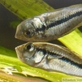 Haplochromis paropius, femelle en incubation