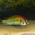 Haplochromis paropius, mâle