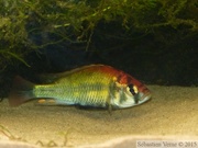 Haplochromis paropius, mâle