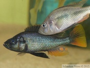 Haplochromis piceatus, mâles