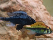 Haplochromis paropius, mâles bleu et rouge