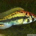 Haplochromis paropius, mâle