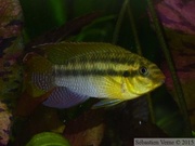 Pelvicachromis silviae "Nigeria", mâle