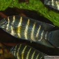 Coelotilapia joka, subadulte