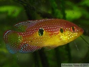 Hemichromis cristatus "Nigeria", jeune mâle