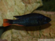 Haplochromis piceatus