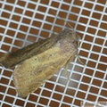 Photedes fluxa.jpg
