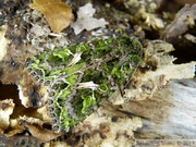 Noctuidae