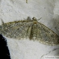 Eupithecia abbreviata.jpg