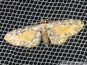 08538 Eupithecia icterata