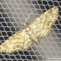 Eupithecia inturbata.JPG