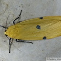 Lithosia quadra, femelle